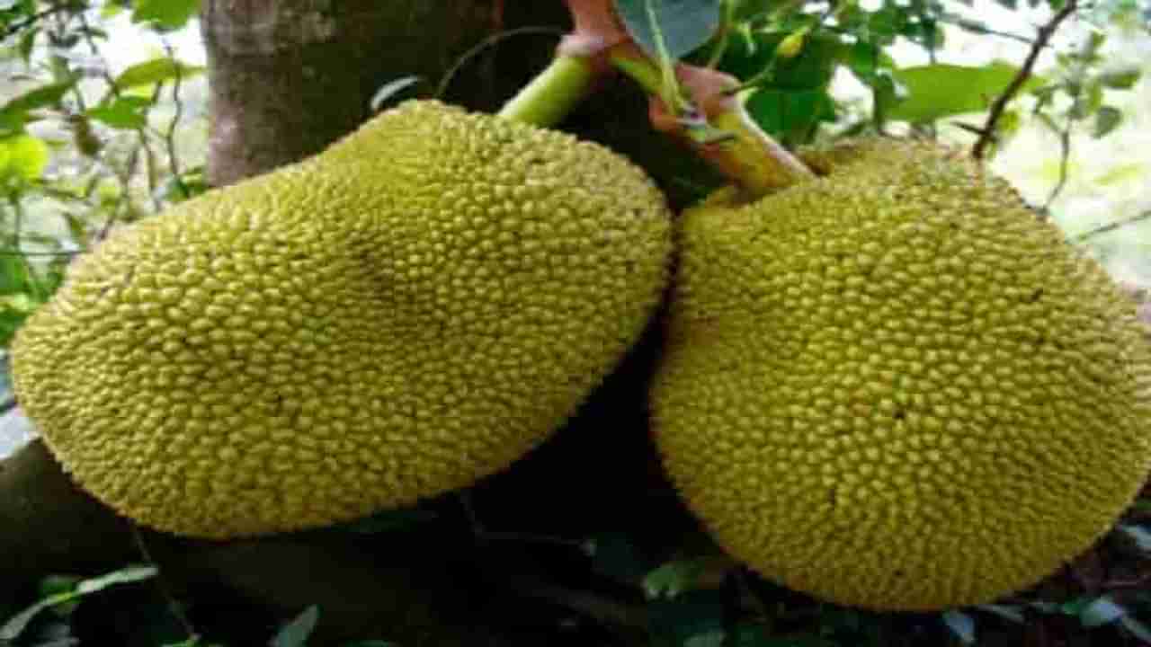 Jackfruit | वजन नियंत्रण आणि चमकदार त्वचेसाठी ‘फणसा’चे सेवन लाभदायी, वाचा याचे फायदे