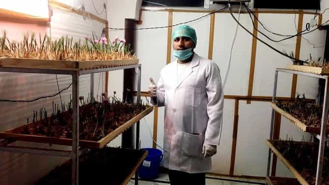 नोकरी सोडली, घरच्या छतावर केसरची शेती, लाखो कमवले, शेतकऱ्याची पोरं लय भारी