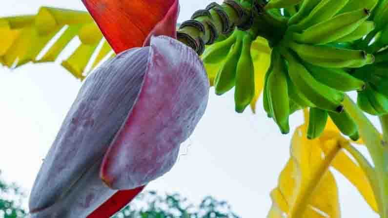 Food | औषधी गुणधर्मांनी परिपूर्ण ‘केळ्याचे फुल’, वाचा याचे आरोग्यदायी फायदे...