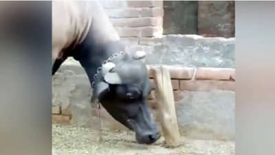 VIDEO : अकल बडी की भैंस; या म्हशीचा कारनामा वाचून तुम्हीही म्हणाल...?