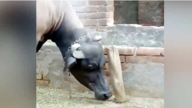 VIDEO : अकल बडी की भैंस; या म्हशीचा कारनामा वाचून तुम्हीही म्हणाल...?
