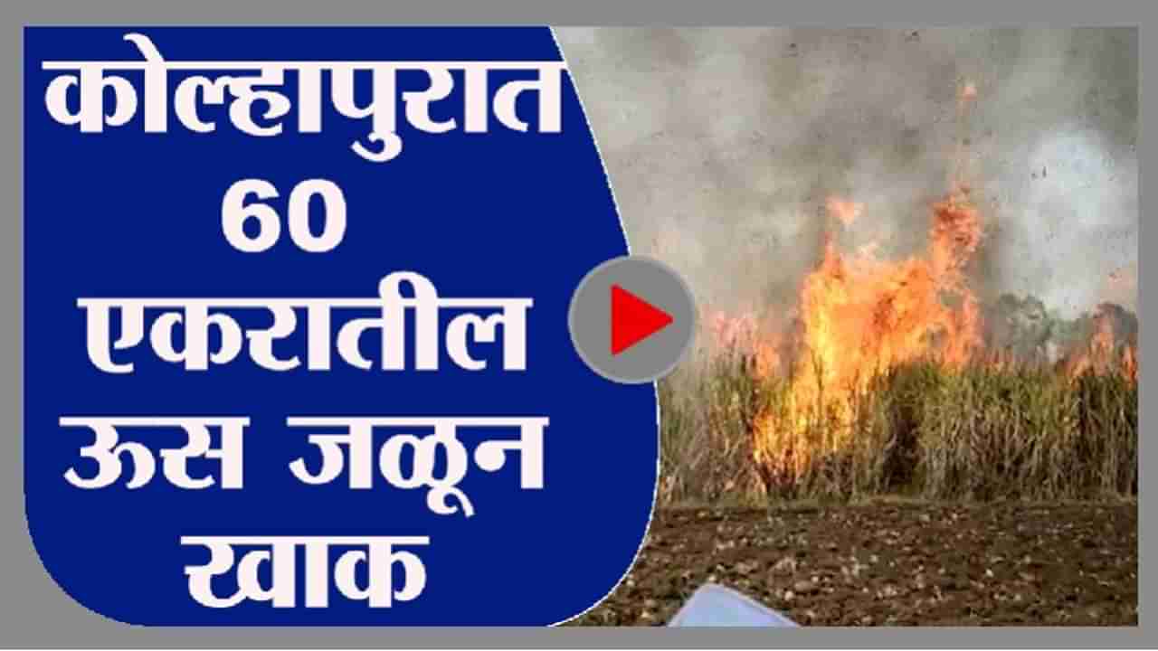 Video | कोल्हापुरात 50 शेतकऱ्यांचा 60 एकरातील ऊस जळून खाक, लाखोंचं नुकसान