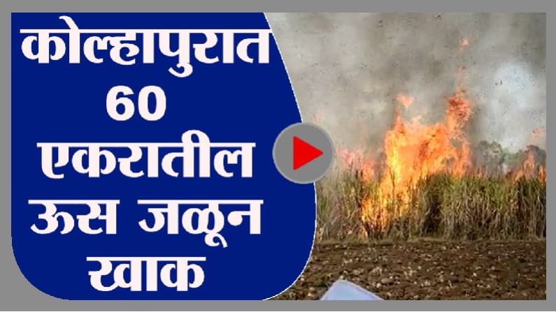 Video | कोल्हापुरात 50 शेतकऱ्यांचा 60 एकरातील ऊस जळून खाक, लाखोंचं नुकसान