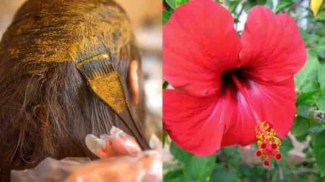 Hair Care | केमिकलयुक्त हेअर कलरने त्रस्त? मग, वापरा ‘जास्वंदाच्या फुला’चा नैसर्गिक रंग!