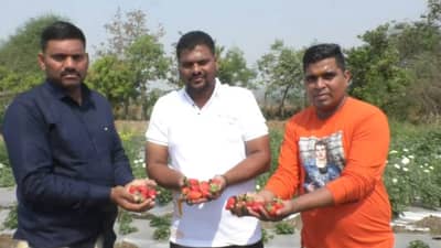मुंबईकरांनी मिळणार पनवेलची स्ट्रॉबेरी, महाबळेश्वरला जाण्याची चिंता मिटली