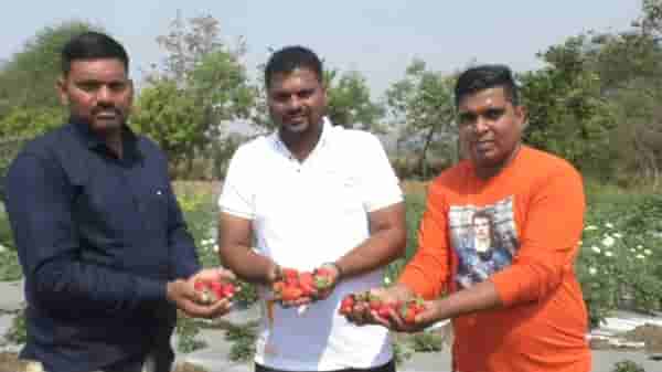 मुंबईकरांनी मिळणार पनवेलची स्ट्रॉबेरी, महाबळेश्वरला जाण्याची चिंता मिटली