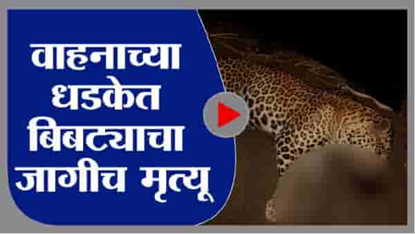 Video : भरधाव वाहनाच्या धडकेने बिबट्याचा जागीच मृत्यू, अज्ञाताविरोधात गुन्हा
