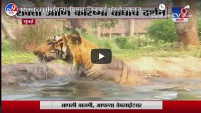 Mumbai | मुंबईतल्या वीरमाता जिजाबाई भोसले उद्यानात शक्ती आणि करिष्मा वाघाचं दर्शन