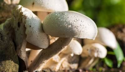 मशरूम खाण्याचे हे जबरदस्त फायदे वाचा...