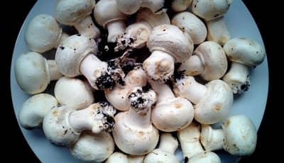 घरच्या घरी करा मशरुमची शेती, कमी खर्चात कमवा अधिक फायदा