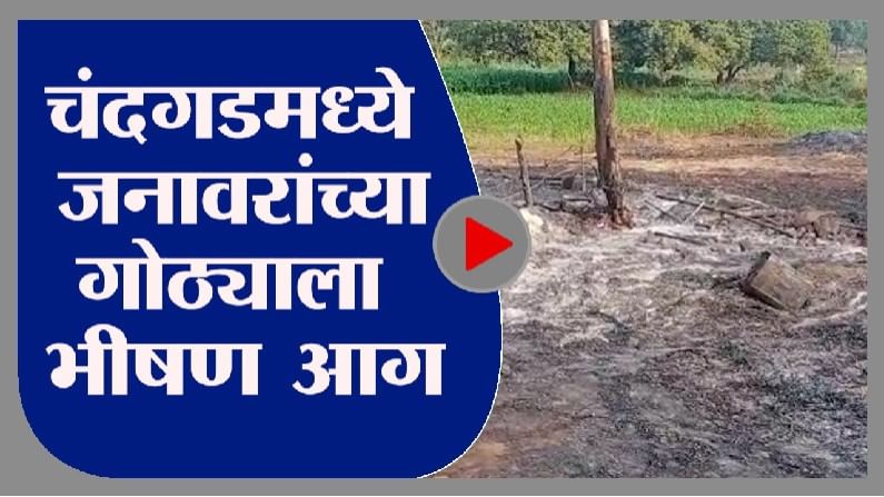 Video : कोल्हापुरात गुरांच्या गोठ्याला भीषण आग, मुकी जनावरं होरपळली, लाखोंचं नुकसान