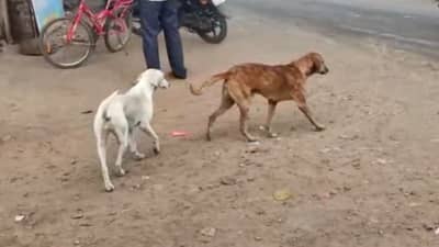 संतापजनक ! एकाने कुत्रीला जबरदस्ती पकडलं, दुसऱ्याकडून बलात्कार, तिसऱ्याकडून व्हिडीओ शूट, किळसवाण्या कृत्याचा व्हिडीओ व्हायरल