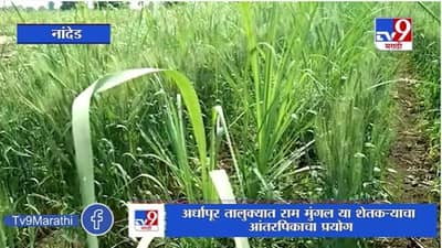 Nanded | उसाच्या पिकात गव्हाची पेरणी, अर्धापूर तालुक्यात शेतकऱ्याचा आंतरपिकाचा प्रयोग