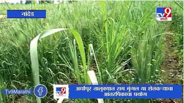 Nanded | उसाच्या पिकात गव्हाची पेरणी, अर्धापूर तालुक्यात शेतकऱ्याचा आंतरपिकाचा प्रयोग
