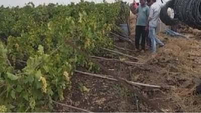 सांगलीत अवकाळी पावसामुळे सावळज गावात द्राक्षाची बाग पडली, लाखो रुपयांचं नुकसान