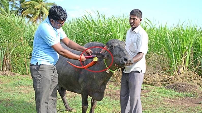 देशात 4 कोटी गायी, म्हशींचं आधार कार्ड! Animal UDI बाबत जाणून घ्या सर्वकाही