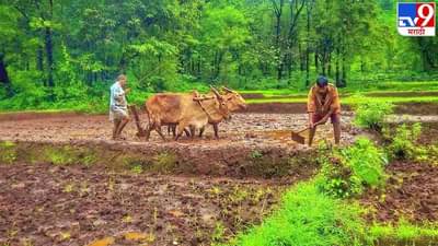 मोठी बातमी! 24 लाख एकर शेतीत काय पिकतंय? सरकारचे माहिती देण्याचे आदेश