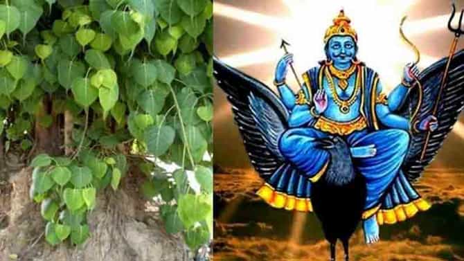 पिंपळाच्या झाडाखाली दिवा लावल्याने मिळते शनि पीडेतून मुक्तता! वाचा या मागची पौराणिक कथा!
