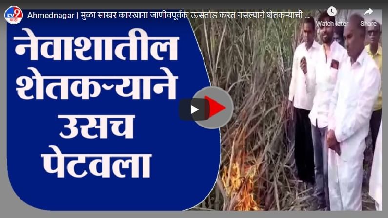 Video : कारखाना ऊस तोड नसल्याने शेतकऱ्याने आपल्याच शेतातील ऊस पेटवला