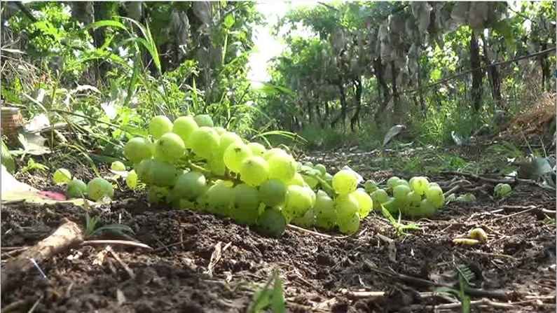 नाशिक जिल्ह्याला अवकाळीचा फटका, द्राक्ष, कांदा, हरभरा, गहू पिकांचे मोठे नुकसान