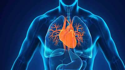 Life without Organs : ‘या’ अवयवांशिवायही जगू शकतो मनुष्य, जाणून घ्या या मागचे रहस्य...