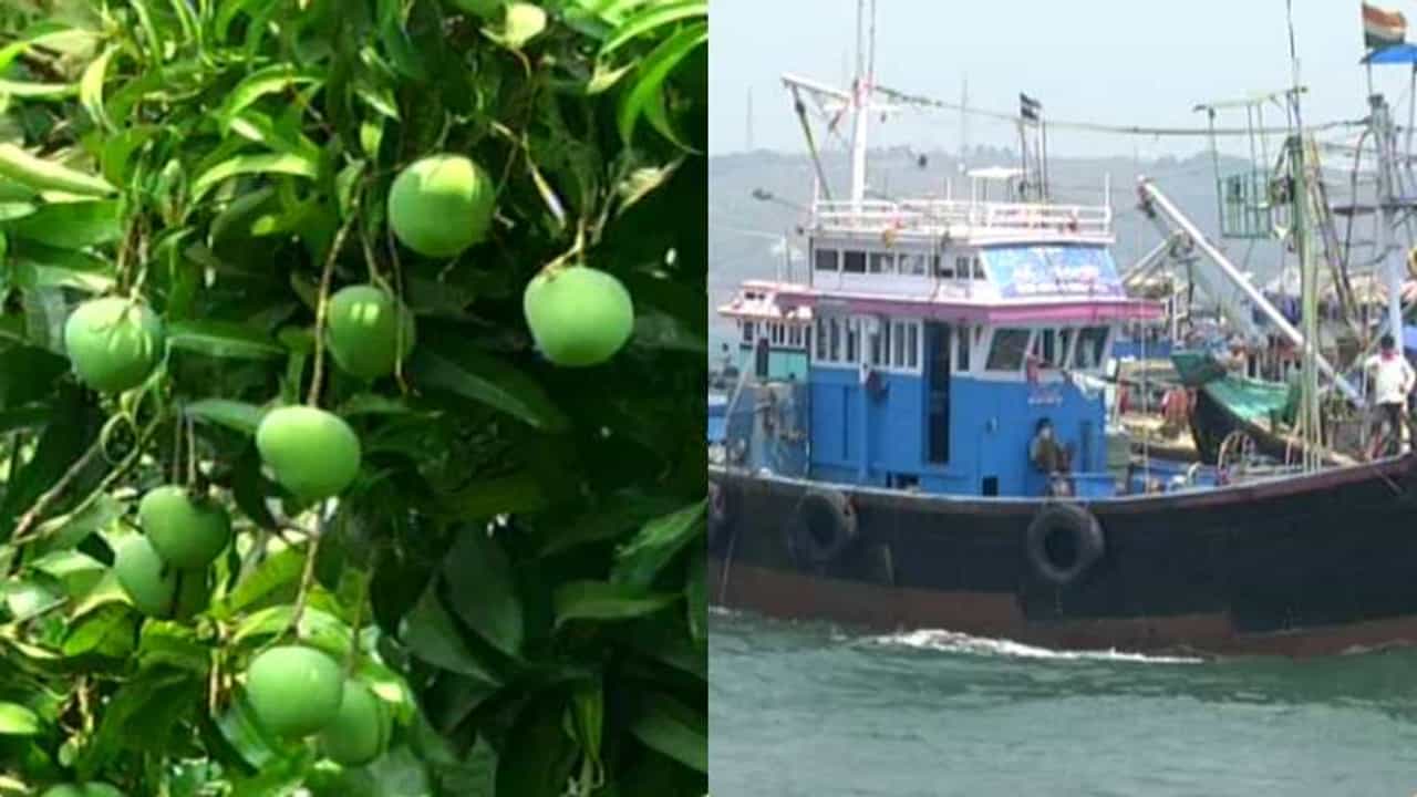 कोकणावरील संकटांची मालिका सुरुच, निसर्ग चक्रीवादळानंतर अवकाळी पावसानं हापूस धोक्यात, मच्छीमारही संकटात