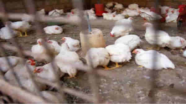 बाप रे! आता माणसांनाही बर्ड फ्लूची लागण; रशियात H5N8 स्ट्रेनची सात जणांना लागण