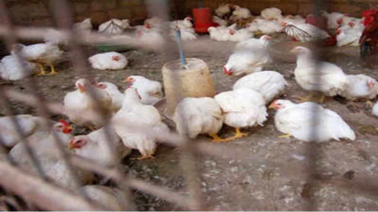 बाप रे! आता माणसांनाही बर्ड फ्लूची लागण; रशियात H5N8 स्ट्रेनची सात जणांना लागण
