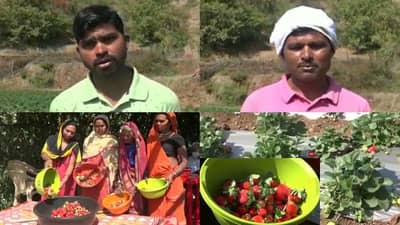 सातपुड्याच्या डोंगररांगांमध्ये स्ट्रॉबेरीची यशस्वी शेती, पाडवी बंधुंची लाखोंची कमाई