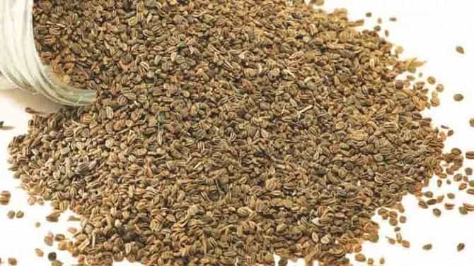 Carom Seeds | ओव्याच्या लहान-लहान दाण्यांमध्ये मोठे औषधी गुणधर्म, जाणून घ्या याचे फायदे!