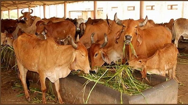 शेतकऱ्यांवर नवं संकट, पालघरमध्ये गाई-बैलांसह जनावरांना 'या' रोगाची लागण, शेती कामं रखडली