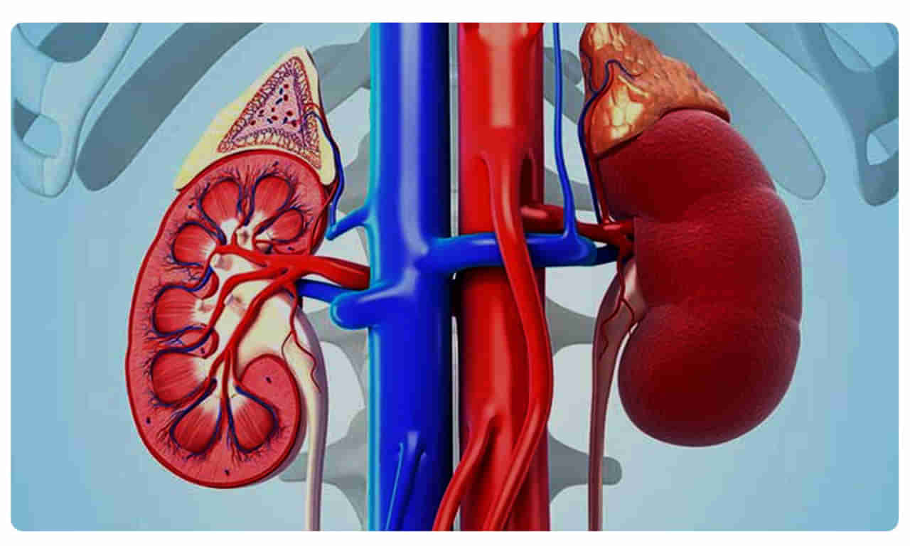 World Kidney Day 2021 : किडनीसाठी लाभदायी आहे राजमा, अनेक पोषक तत्वांचा आहे खजिना