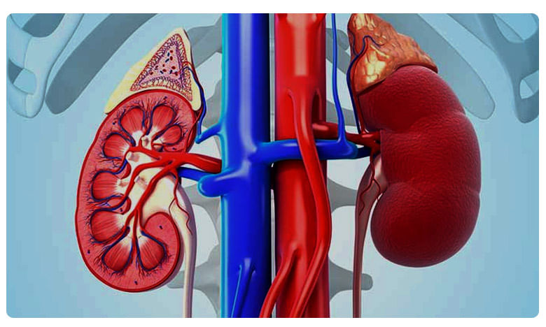 World Kidney Day 2021 : किडनीसाठी लाभदायी आहे राजमा, अनेक पोषक तत्वांचा आहे खजिना
