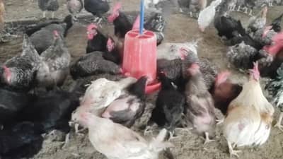 Palghar Bird Flu | पालघरमध्ये बर्ड फ्लूचा शिरकाव, चिकन विक्रीची दुकानं, पोल्ट्रीफार्म 21 दिवस बंद ठेवण्याचे आदेश