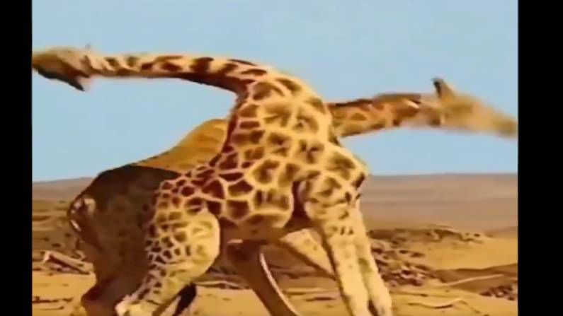 VIDEO : दोन जिराफ आमनेसामने, अशी लढाई तुम्ही कधीच बघितली नसेल, पाहा व्हिडीओ