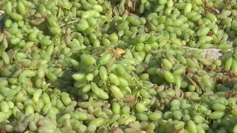 कोरोनाचा फटका द्राक्ष उत्पादकांना झटका, निर्यातीवरील सबसिडी सुरु करण्याची केंद्राकडे हाक