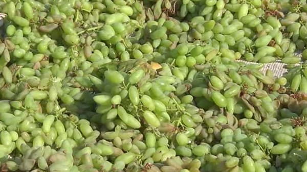 निर्यातीच्या नावाखाली द्राक्ष शेतकऱ्यांची कोट्यवधींची फसवणूक, नाशिकमध्ये 7 जणांना अटक