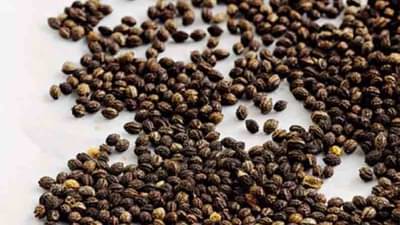 तुम्ही पपईच्या बिया फेकून देताय? थांबा! अगोदर हे वाचा