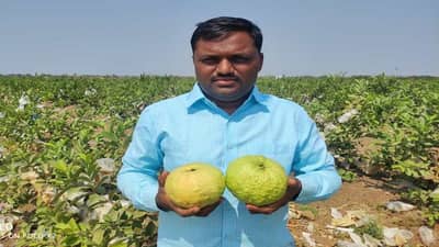 पारनेरच्या बाळासाहेब गुंजाळ यांनी करुन दाखवलं, तैवान पिंक पेरु शेतीतून 40 लाखांची कमाई