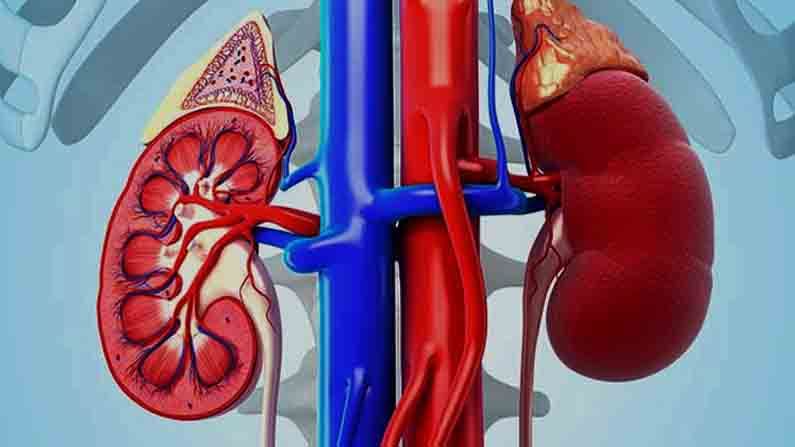 World Kidney Day 2021 : किडनी सुपर हेल्दी ठेवायचीय? मग या पदार्थांचे सेवन करा