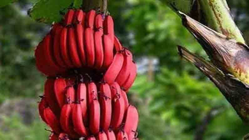 Red Banana Benefit : कर्करोग आणि हृदयविकाराच्या समस्यांपासून दूर ठेवण्यात प्रभावी ‘लाल केळे’, जाणून घ्या फायदे...