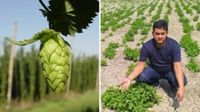 1 लाख रुपये किलोनं विकली जाणारी भाजी पिकवणारा शेतकरी! कुठे होतं उत्पादन? वाचा सविस्तर