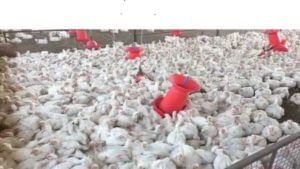 अमरावतीत बर्ड फ्लू, संक्रमित फार्मवरील 29 हजार कोंबड्या नष्ट