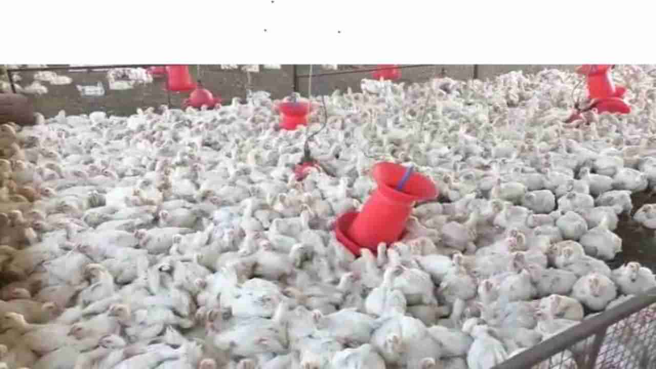 अमरावतीत बर्ड फ्लू, संक्रमित फार्मवरील 29 हजार कोंबड्या नष्ट