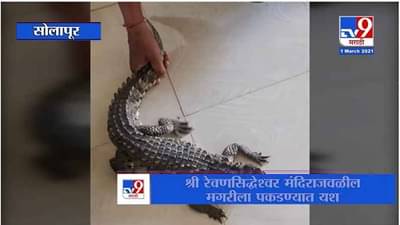 Solapur | रेवणसिद्धेश्वर मंदिराजवळील मगरीला वन विभागाला पकडण्यात यश, नागरिकांनी घेतला सुटकेचा श्वास