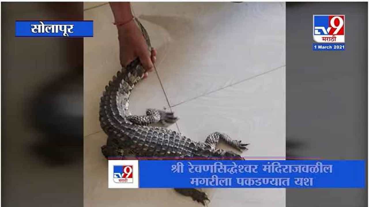 Solapur | रेवणसिद्धेश्वर मंदिराजवळील मगरीला वन विभागाला पकडण्यात यश, नागरिकांनी घेतला सुटकेचा श्वास