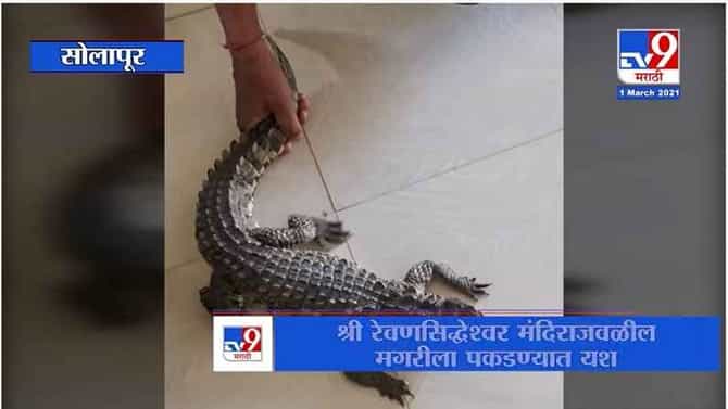 Solapur | रेवणसिद्धेश्वर मंदिराजवळील मगरीला वन विभागाला पकडण्यात यश, नागरिकांनी घेतला सुटकेचा श्वास