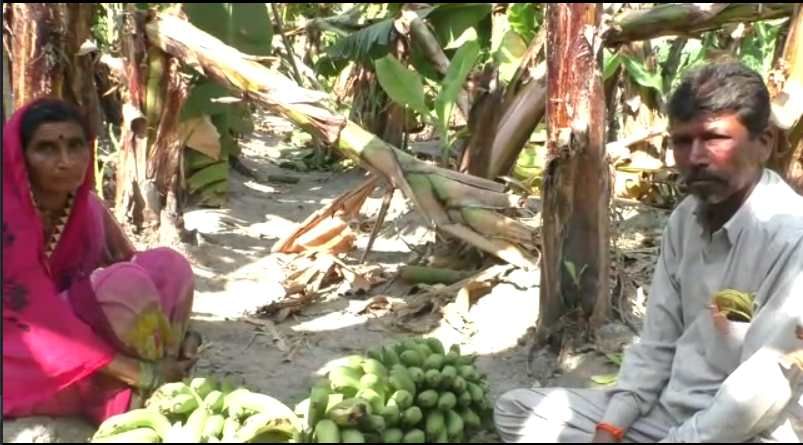 लॉकडाऊनमुळं शेतकऱ्यांवर लाखो रुपयांची केळी फेकण्याची वेळ, नुकसान भरपाईसाठी आत्मदहनाचा इशारा