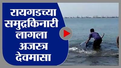 रायगड समुद्र किनाऱ्यावर अजस्त्र देवमासा, मच्छिमारांकडून जीवदान