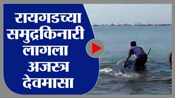 रायगड समुद्र किनाऱ्यावर अजस्त्र देवमासा, मच्छिमारांकडून जीवदान